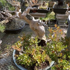 「古木カエデ盆栽　迫力あるジン幹・一点物の画像