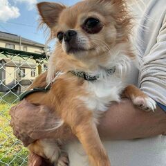 ロングコートチワワ　茶色　2才　女の子