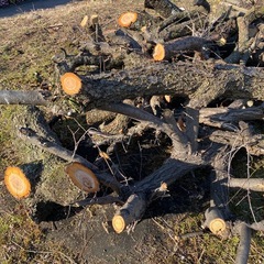 【無料】引き取り　広葉樹　薪　原木の画像