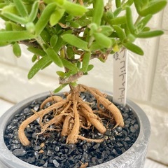 トリコディアデマ織姫/北欧ストーン風植木鉢の画像