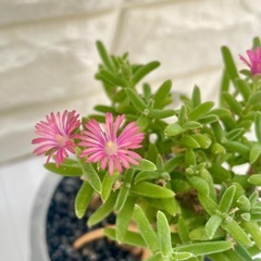 トリコディアデマ織姫/北欧ストーン風植木鉢の画像