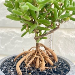 トリコディアデマ織姫/北欧ストーン風植木鉢の画像