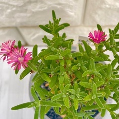 トリコディアデマ織姫/北欧ストーン風植木鉢の画像