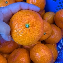 大玉みかんの画像