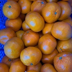 大玉みかんの画像