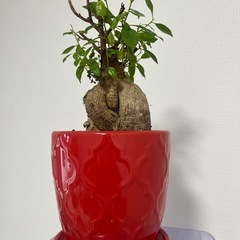 縁起の良いガジュマル 鉢付きの画像