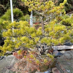 五葉松盆栽　迫力の根張り・古木感あり・希少の画像