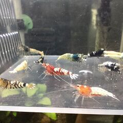 お問合わせ中、受付ストップします◆　　　　　　　　　　　　　　　　　　　　　　　　　　　　　　　　　　　　　　　　　　　　　　　　　　　　　　　　　　　　　　　　　　　　　　　　　　　　　　　　　　　　　　　　　　　　　　　　　　　　　　　　　　　【現物】ビーシュリンプ 　ハイブリッド◆おまけ込み16匹セットの画像