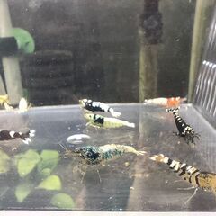 お問合わせ中、受付ストップします◆　　　　　　　　　　　　　　　　　　　　　　　　　　　　　　　　　　　　　　　　　　　　　　　　　　　　　　　　　　　　　　　　　　　　　　　　　　　　　　　　　　　　　　　　　　　　　　　　　　　　　　　　　　　【現物】ビーシュリンプ 　ハイブリッド◆おまけ込み16匹セットの画像