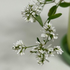 植物　ユーフォルビア　ダイヤモンドスターの画像