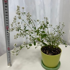 植物　ユーフォルビア　ダイヤモンドスターの画像