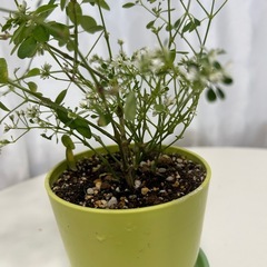 植物　ユーフォルビア　ダイヤモンドスターの画像