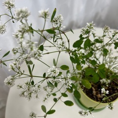 植物　ユーフォルビア　ダイヤモンドスターの画像