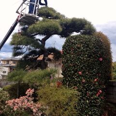 庭師になりたい方！造園業に興味がある方！造園業経験のある方！募集しております！の画像