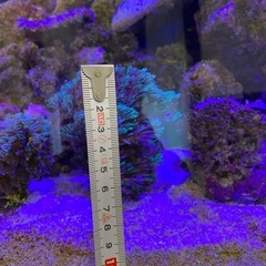 スターポリプ ソフトコーラルの画像