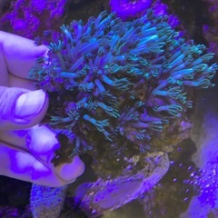 スターポリプ ソフトコーラルの画像