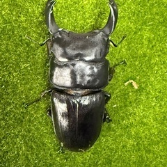 オオクワガタの画像