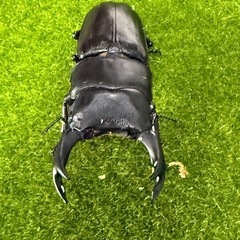 オオクワガタの画像