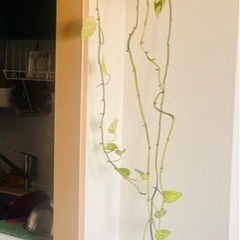 【観葉植物】ポトス・マーブルクイーンの画像