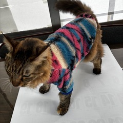 ペット用フリース　犬猫用の画像