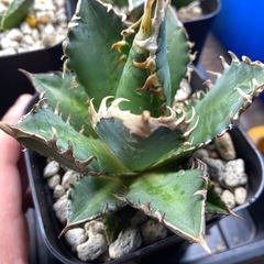 アガベ　赤猫の画像