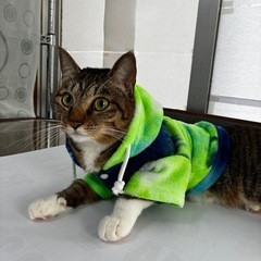 フード付きペット用フリース　犬猫用の画像