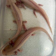 15〜20センチ　ウーパールーパー　アルビノ、リューシの画像