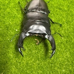 オオクワガタ　川西の画像