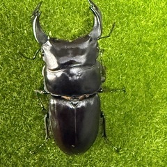 オオクワガタ　川西の画像