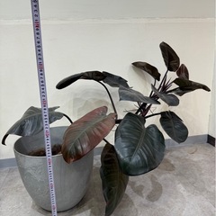 観葉植物欲しい方いませんか？の画像