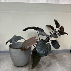 観葉植物欲しい方いませんか？の画像