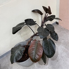 観葉植物欲しい方いませんか？の画像