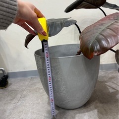 観葉植物欲しい方いませんか？の画像