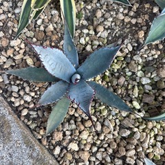 地植え  🌵8株🌵アガベ セットの画像