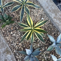 地植え  🌵8株🌵アガベ セットの画像