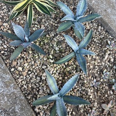 地植え  🌵8株🌵アガベ セットの画像