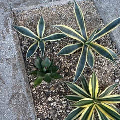 地植え  🌵8株🌵アガベ セットの画像
