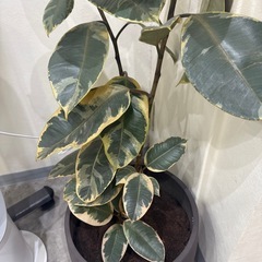 観葉植物あげます。の画像