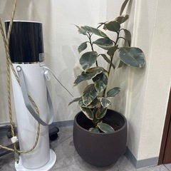観葉植物あげます。の画像
