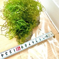 ①ウィローモス　石付き（大）の画像