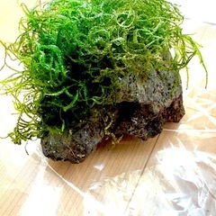 ①ウィローモス　石付き（大）の画像