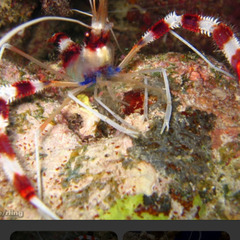 海水魚　熱帯魚　カニ　エビの画像