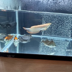 90センチ水槽の画像