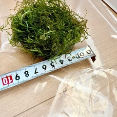 ②ウィローモス　石付きの画像