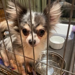 【話し合い中】ブルーマールチワワ3歳♀