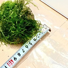 ④ウィローモス　石付きの画像