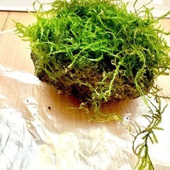 ④ウィローモス　石付きの画像