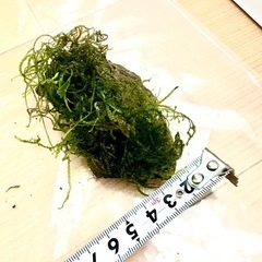 ⑤ウィローモス　石付きの画像