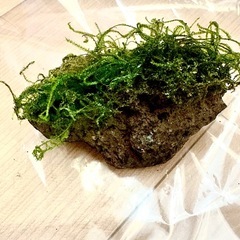 ⑤ウィローモス　石付きの画像