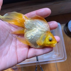 玉サバ　2025　長尾　ホワイト　1匹の画像